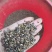 厚皮黄柏种子