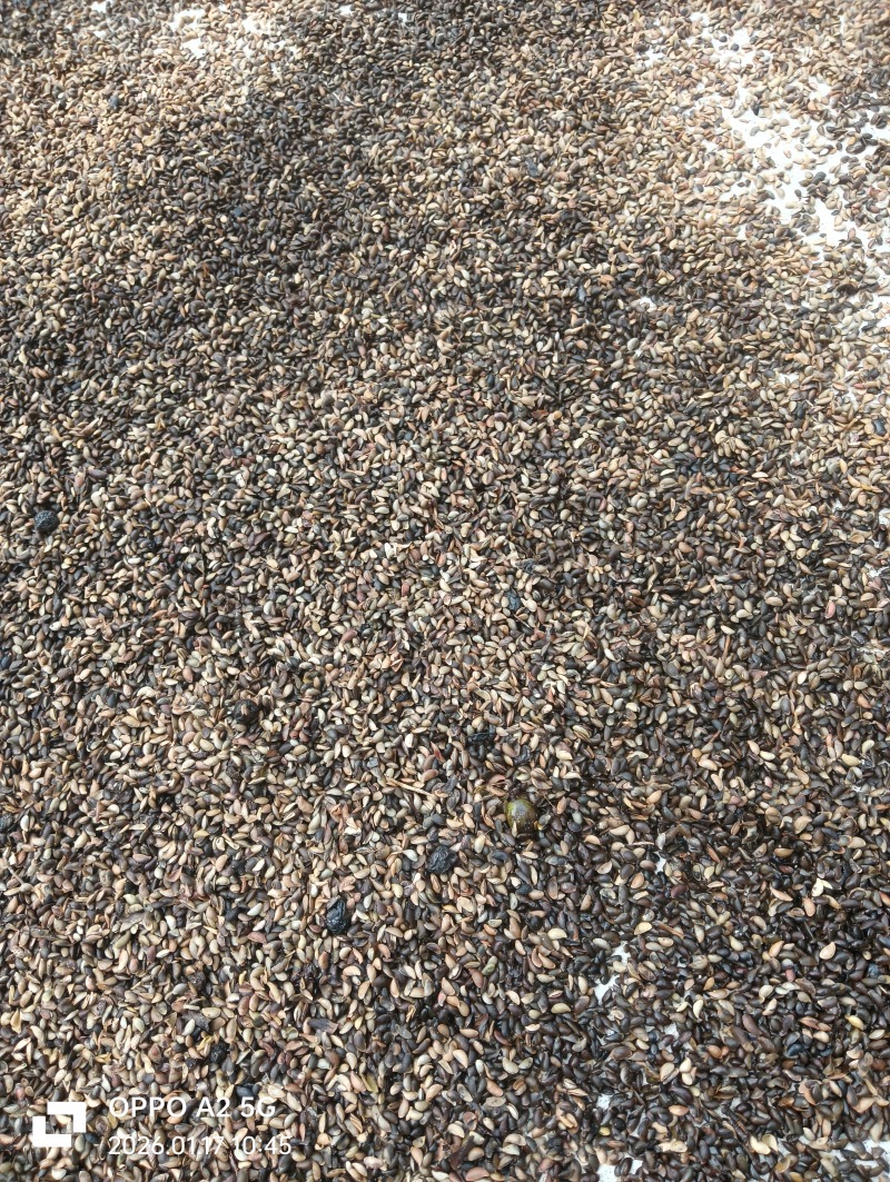 厚皮黄柏种子
