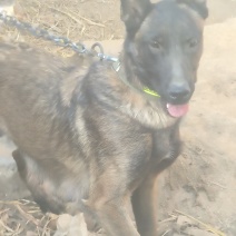 马犬幼崽(一个月)