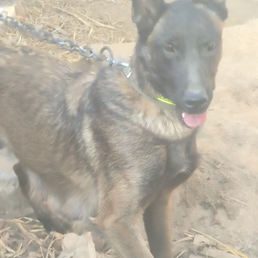 马犬幼崽(一个月)