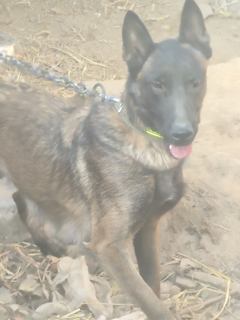 马犬幼崽(一个月)