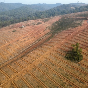 闲置油茶基地土地出租