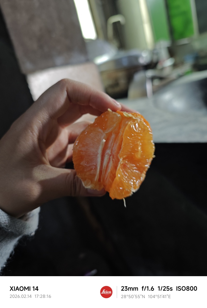 血橙