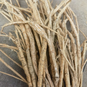广西十年种植牛大力