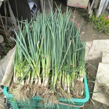 各种蔬菜