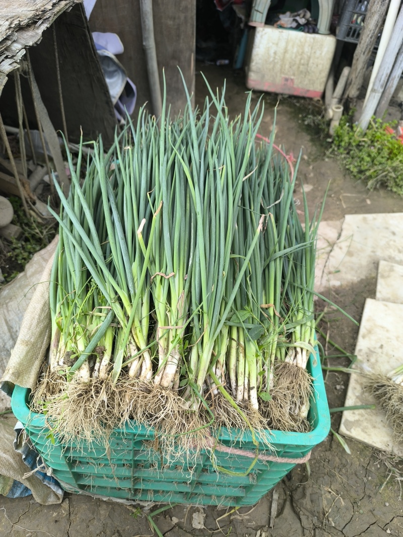 各种蔬菜