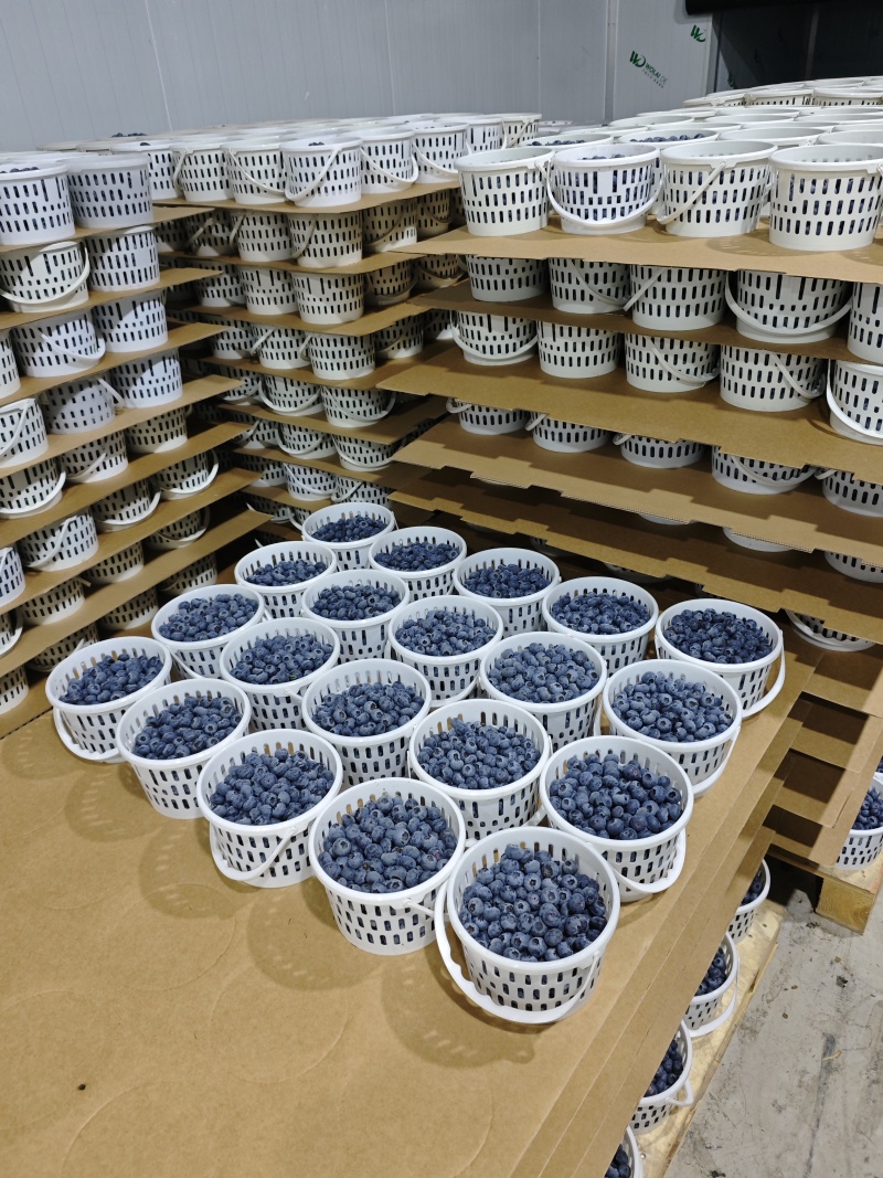 云南高山花香蓝莓，自己种植262亩，蒙自市草坝镇