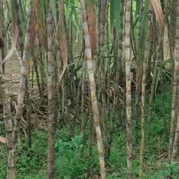 云南西洋甜甘蔗有需要订购的老板联系
