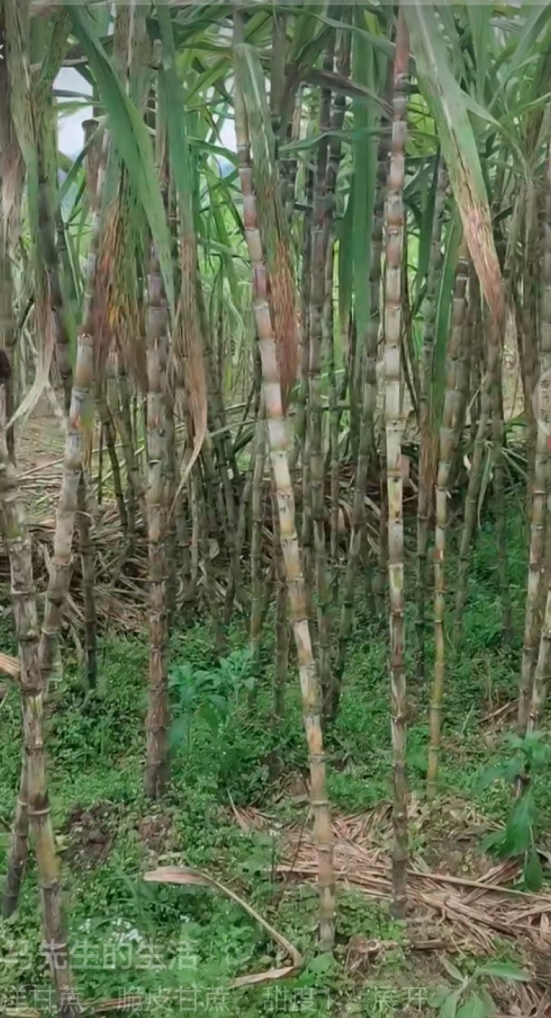 云南西洋甜甘蔗有需要订购的老板联系