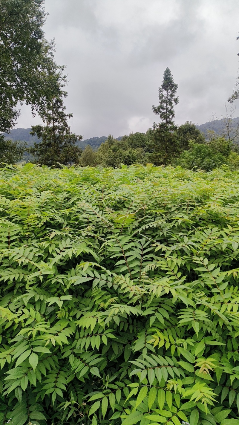 红油香椿苗