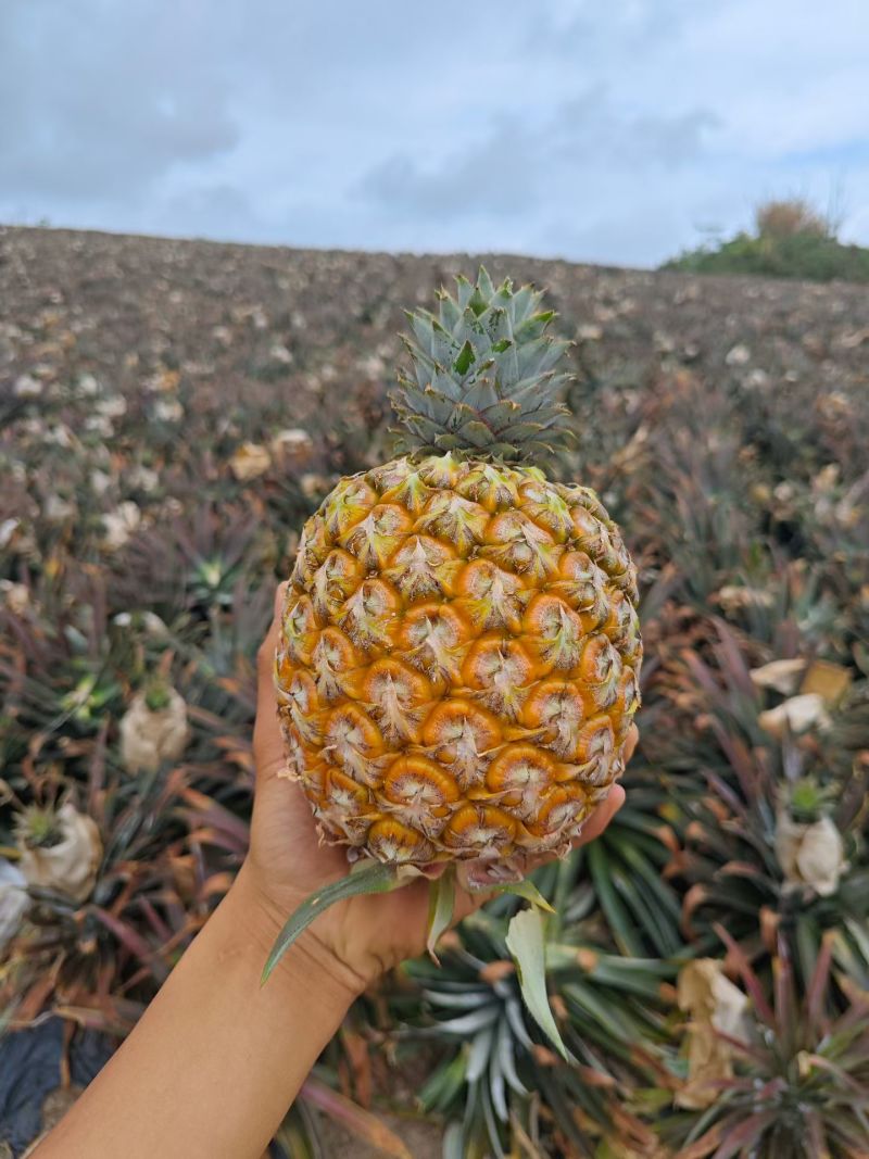 海南芒果凤梨精品市场商超批发***********