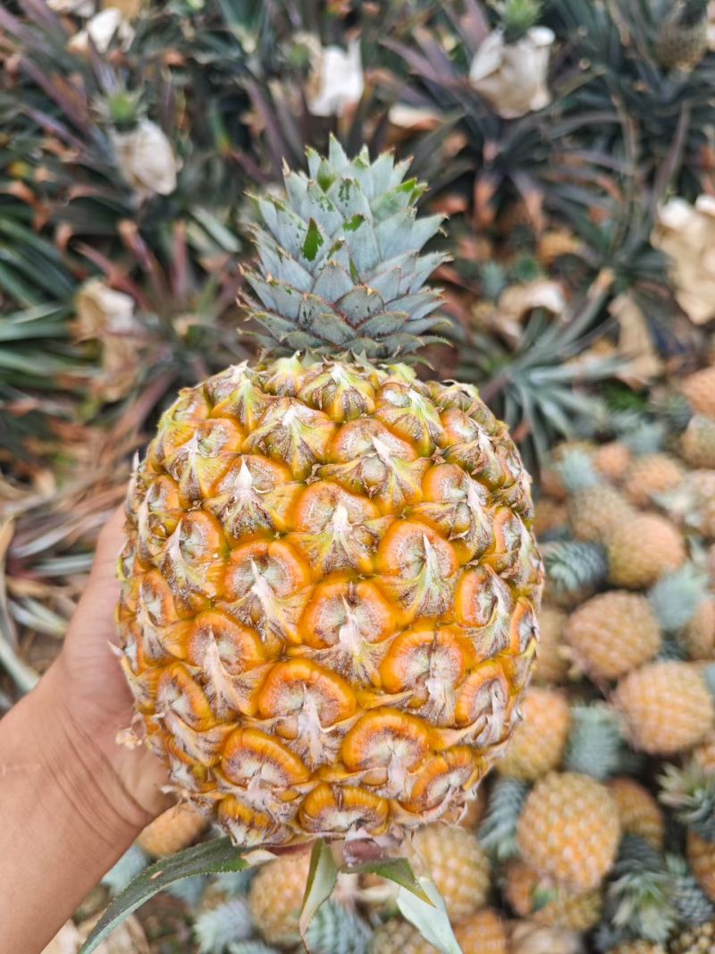 海南芒果凤梨精品市场商超批发***********