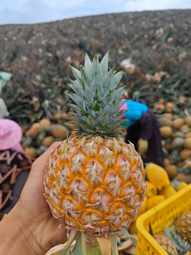 海南芒果凤梨精品市场商超批发***********