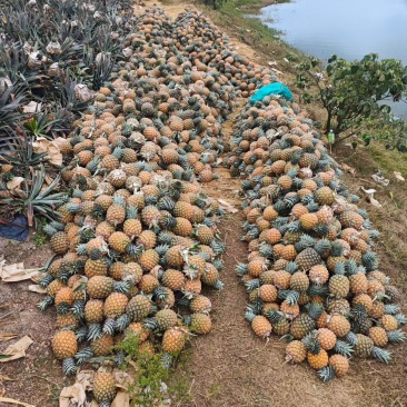 海南芒果凤梨精品市场商超批发***********