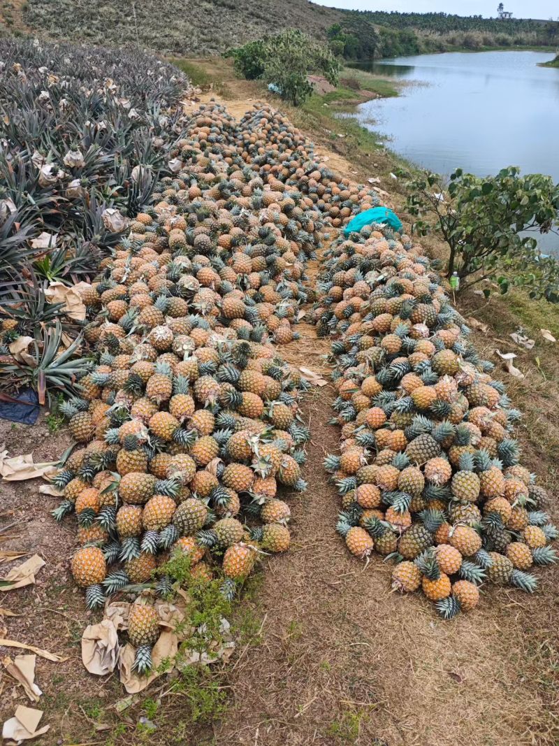 海南芒果凤梨精品市场商超批发***********