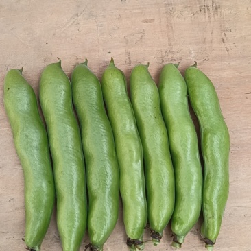 云南大理种植的日本大粒蚕豆，品种精品，饱满度好，口感脆嫩清甜