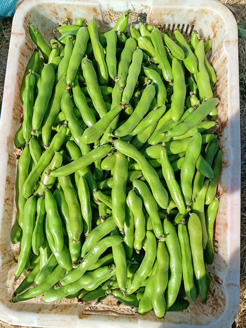云南大理种植的日本大粒蚕豆，品种精品，饱满度好，口感脆嫩清甜
