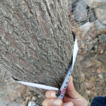 出售庭院树这是黄山栾树（也叫南栾、灯笼树）