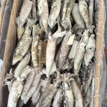 笔管鱿鱼