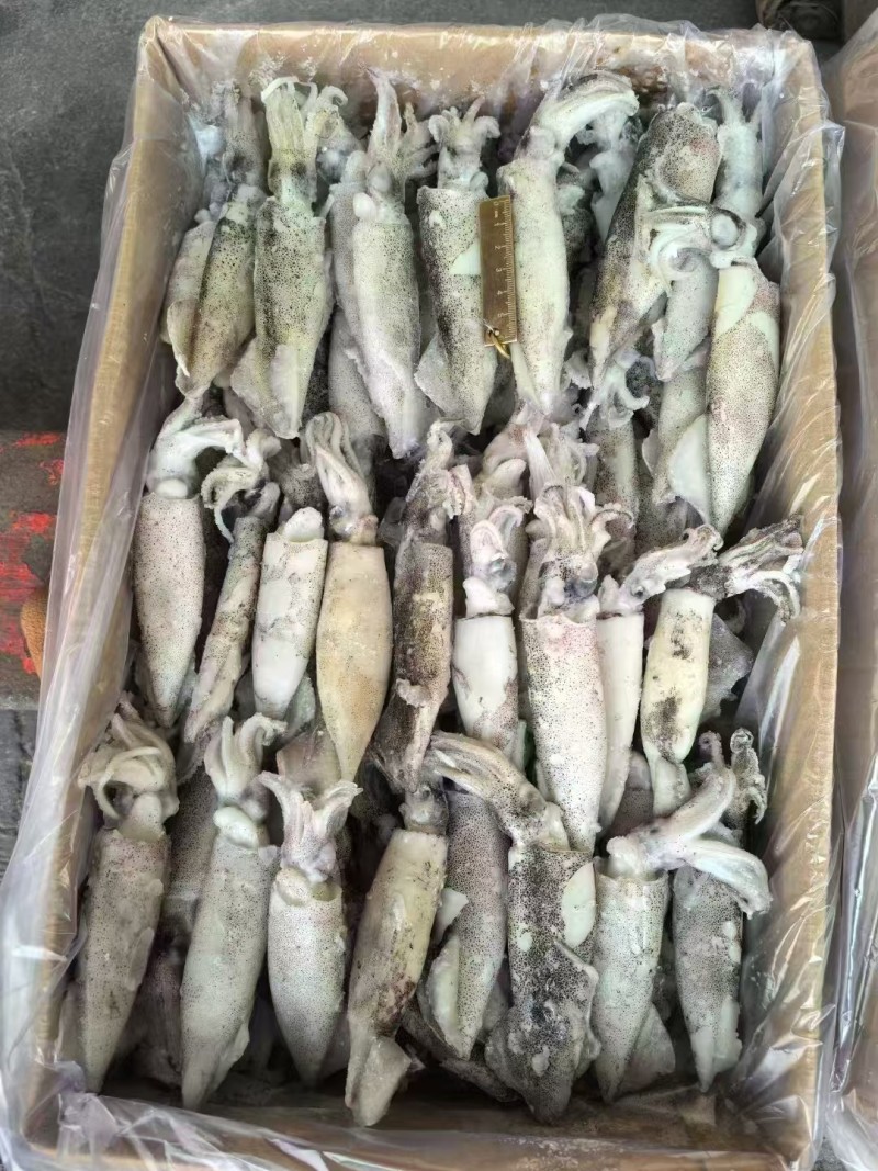 笔管鱿鱼