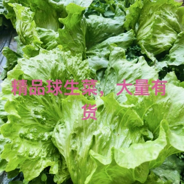 球生菜大量上市