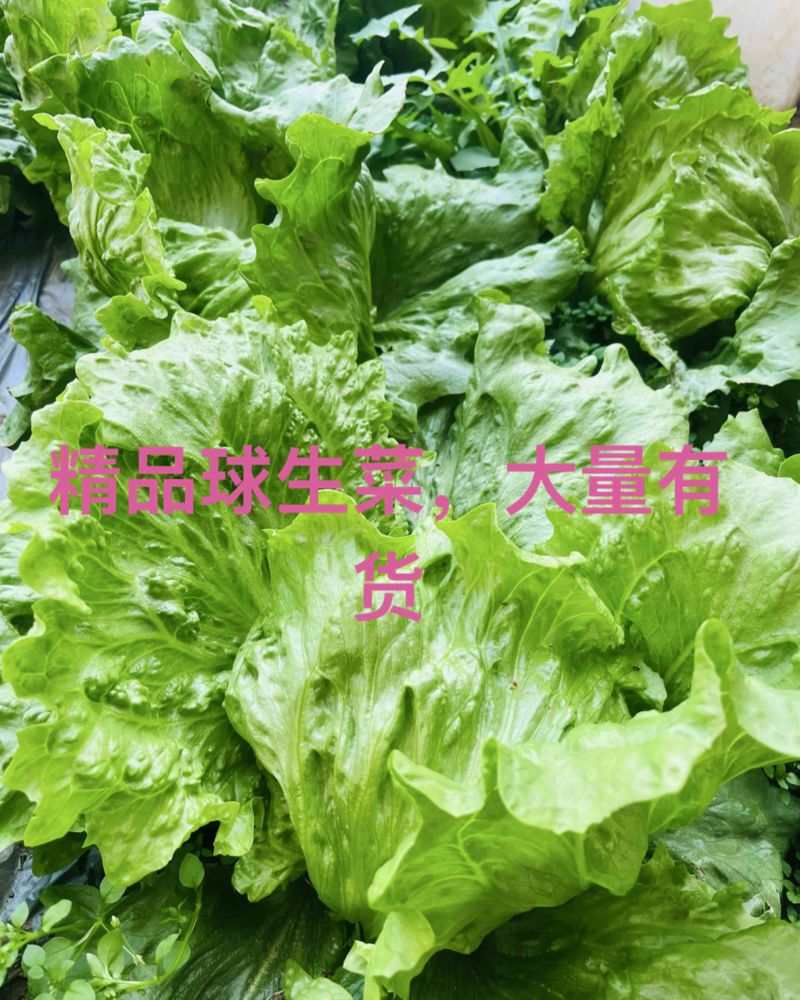 球生菜大量上市