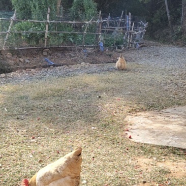 喂米糠竹林走地鸡
