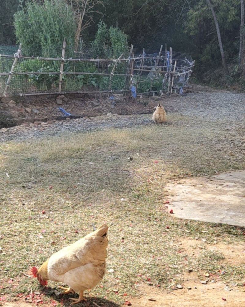 喂米糠竹林走地鸡