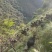 黑山羊努比亚黑山羊羊苗羊羔买十送一货到付款