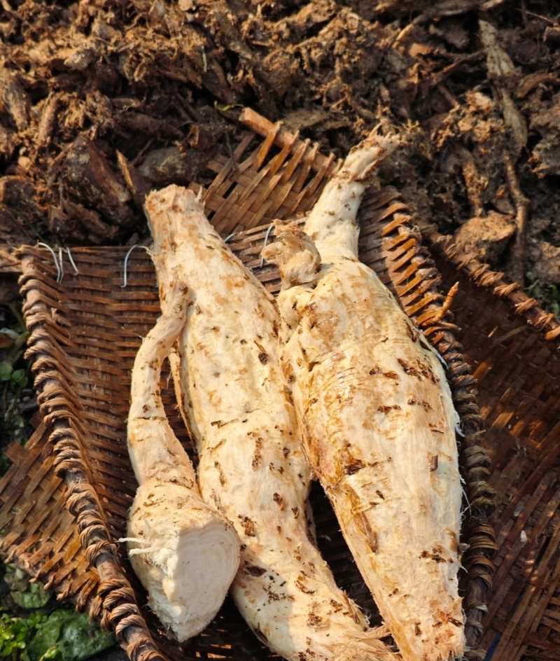 ＃家里自制葛根粉＃纯野生＃***新鲜自产葛根粉