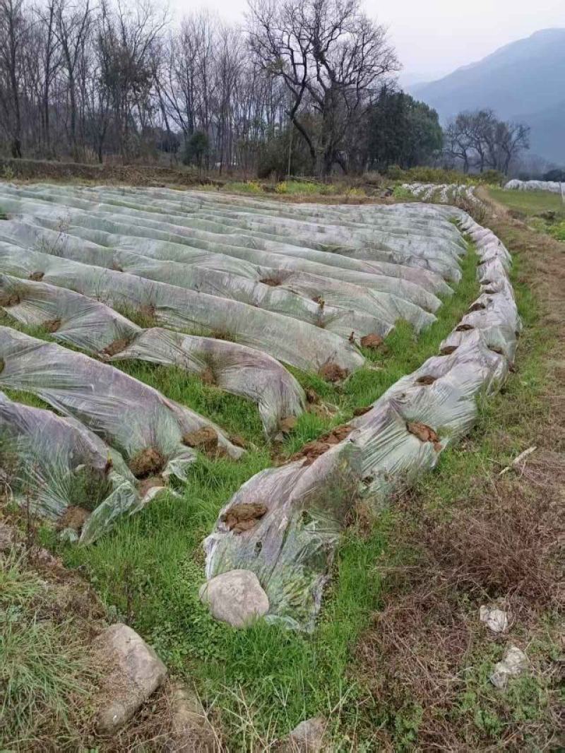 供应全州香芋头，田里现挖