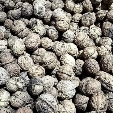 云南白桐干核桃，核桃仁