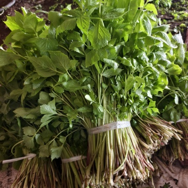 东北山野菜大叶芹