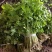 东北山野菜大叶芹
