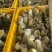 皖西鹅鹅苗，狮头鹅鹅苗，预订30一只。皖西鹅、狮头鹅鹅蛋25