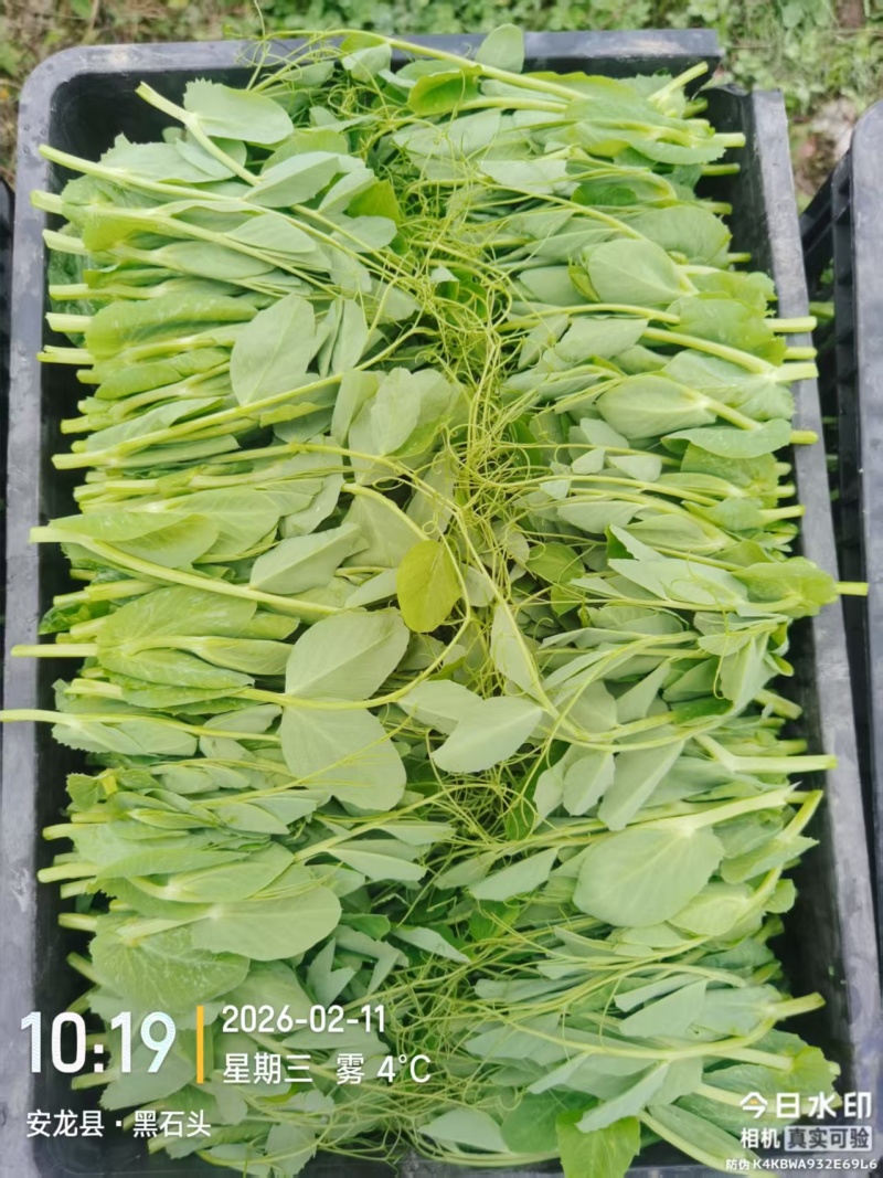 贵州豌豆尖