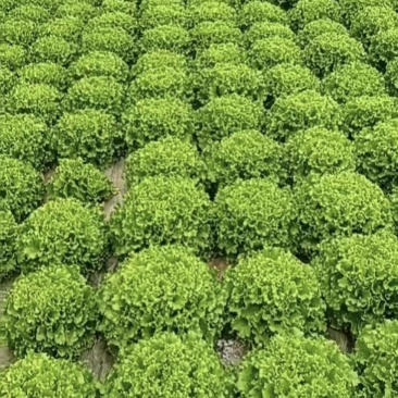 大叶生菜