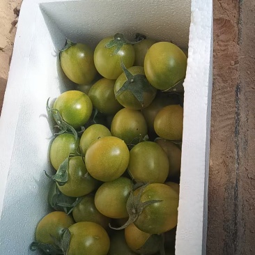 陕西延安青口蜜小番茄500斤起批7元/斤