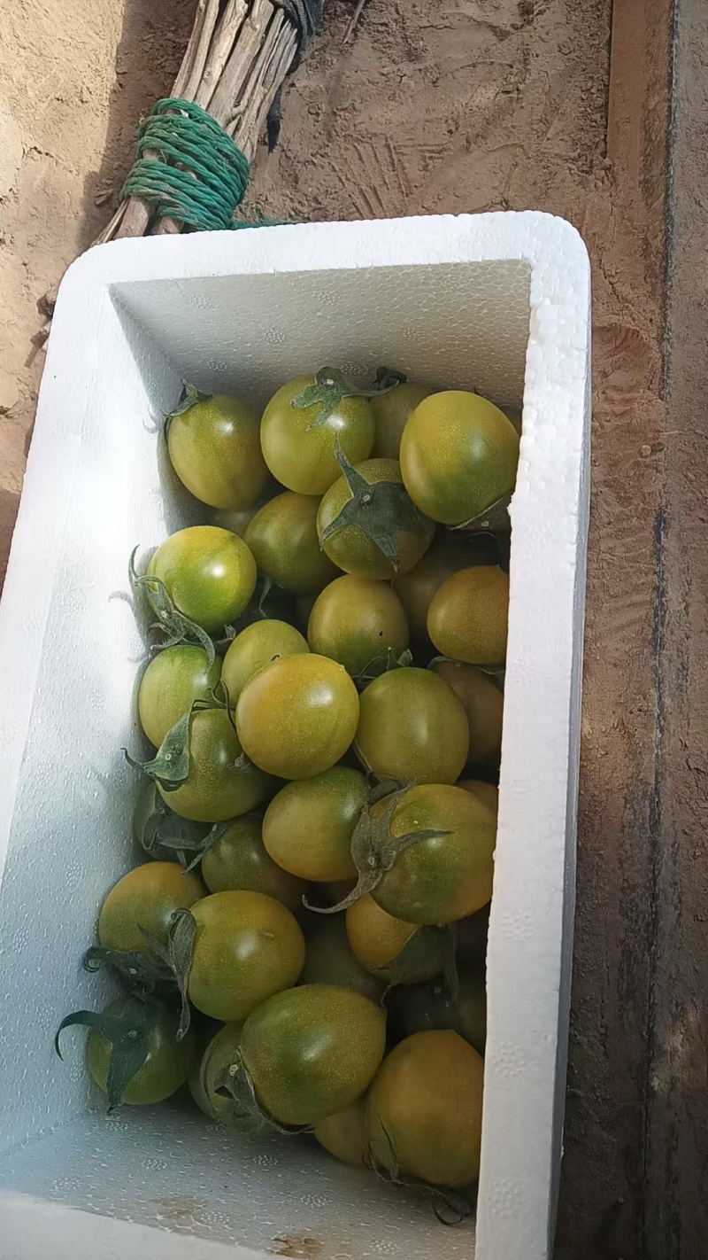 陕西延安青口蜜小番茄500斤起批7元/斤