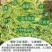 张家界茅沿莓茶