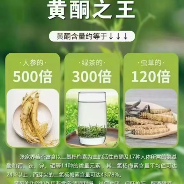 张家界茅沿莓茶