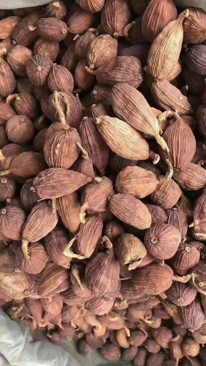 云南文山州马关县火烤草果