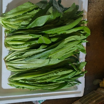 云南基地蔬菜一手货到，质量保证