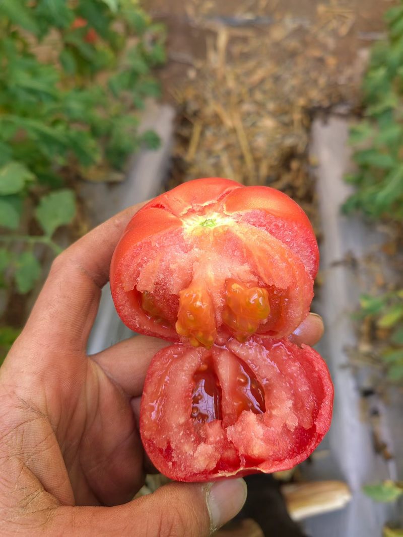 莲湖普罗旺斯水果西红柿