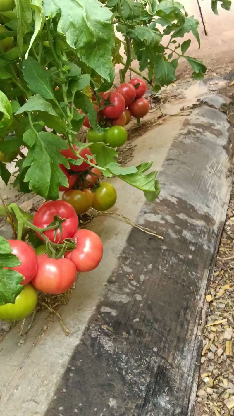 莲湖普罗旺斯水果西红柿