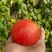 唐山圪塔坨西红柿
