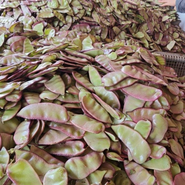广东新鲜蔬菜紫扁豆峨眉豆时令红扁豆扁豆荚扁豆角猪耳朵彩眉豆