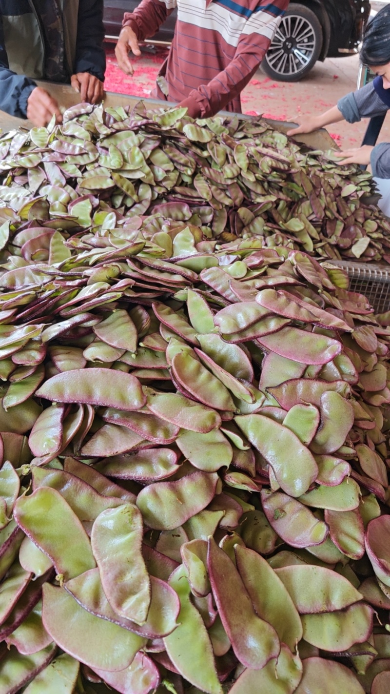广东新鲜蔬菜紫扁豆峨眉豆时令红扁豆扁豆荚扁豆角猪耳朵彩眉豆