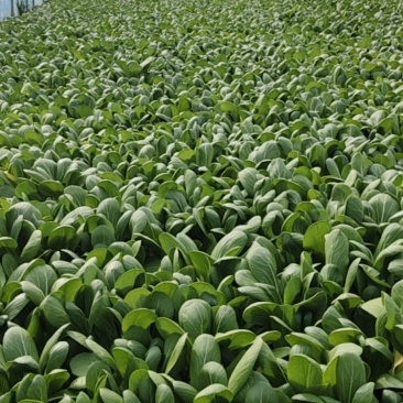 上海青油菜