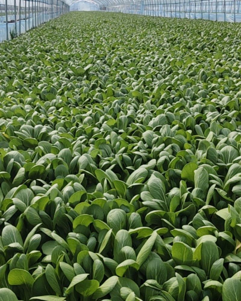 上海青油菜